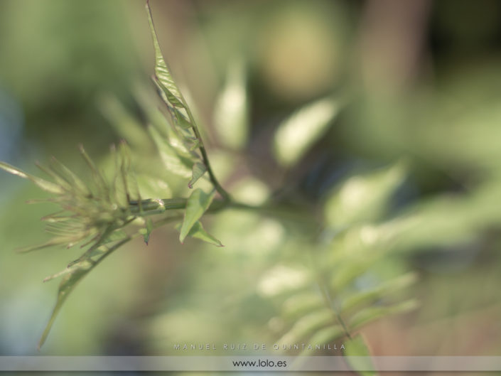 Nature